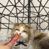 岡山　猫専門サロン　その汚れ！クレンジングで解決します！