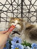 ラガマフィンさん「岡山　猫専門サロン　その汚れ！クレンジングで解決します！」