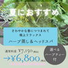 夏におすすめ♪極上リラックス『ハーブ蒸し＆ヘッドスパ』