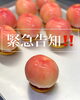 「7/12限定！まるごともものタルトだけの「まるごと1日もも祭り」開催」