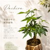 オリジナル鉢×パキラの観葉植物ギフト