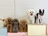 おもち♡にこくん♡ハルくん♡くまくん♡ぱんちゃん♡ぽんちゃん「ましゅまろ幼稚園🐾」