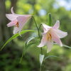 🌸 今日のはな｜ササユリ