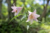 ササユリ「🌸 今日のはな｜ササユリ」