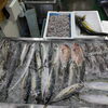 📣本日のお魚情報🐟