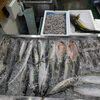 📣本日のお魚情報🐟
