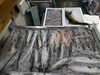 令和8年7月3日店内「📣本日のお魚情報🐟」