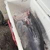 道南の本マグロが入りました‼️