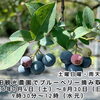 柴田観光農園でブルーベリー摘み取り🍇シバブル［2026年7月4日（土）～8月30日（日）内の土曜日曜のみ！9時30分～12時※雨天中止※なくなり次第終了・水元4-25］