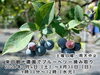 「柴田観光農園でブルーベリー摘み取り🍇シバブル［2026年7月4日（土）～8月30日（日）内の土曜日曜のみ！9時30分～12時※雨天中止※なくなり次第終了・水元4-25］」