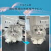 岡山猫専門サロンかなさん家　サマーカット！