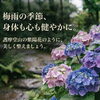 もうすぐあじさいも見納めですね☔️【新潟市東区・腰痛改善専門整体院】