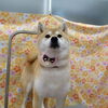 触れば抜ける換毛期【どっぐさろんあきゅ　小型犬専門　トリミング　ペットサロン　京都市南区上鳥羽】