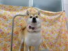 さあ、ふかふかの仕上がりを体験！「触れば抜ける換毛期【どっぐさろんあきゅ　小型犬専門　トリミング　ペットサロン　京都市南区上鳥羽】」
