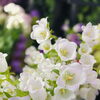 浜頓別の花のこいずみです(^^)/　花キューピットでのオンライン販売にも対応しております！遠方への発送可能です！