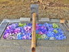 水鏡に映る彩り豊かな癒しの境内「色とりどりの紫陽花で彩る手水鉢｜梅雨時期ならではの境内の風景」