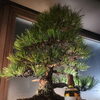 Gallery楓翠庵ー庭先ー【紺屋町】山崎シングルモルトと黒松盆栽をカウンターで