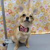 パピートリミング【どっぐさろんあきゅ　小型犬専門　トリミング　ペットサロン　京都市南区上鳥羽】