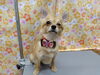 かわいく変身「パピートリミング【どっぐさろんあきゅ　小型犬専門　トリミング　ペットサロン　京都市南区上鳥羽】」