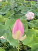 困難や迷いの中から花開く　泥の中から咲く花「困難や迷いの中から花開く　泥の中から咲く花(和歌山市　ソウルヒーリングスクール)」