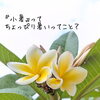 🎋7月7日は『七夕』そして二十四節気の『小暑』です🌿