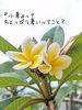 今年もプルメリアたちが咲き始めてくれました💕「🎋7月7日は『七夕』そして二十四節気の『小暑』です🌿」