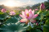 蓮始華（はすはじめてひらく）「🪷 蓮始華（はすはじめてひらく）｜静かに咲く一輪が告げる、本格的な夏の訪れ」