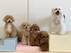 ソル♡きぃ♡仁姜くん♡綺羅くん♡理玖くん「ましゅまろ幼稚園🐾」