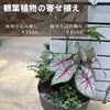 34Garden Flower school 〜🪴観葉植物の寄せ植え🪴～