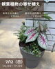 観葉植物専門店さん専用 34Garden Flower school 〜🪴観葉植物の寄せ植え🪴～ | 34Garden さん