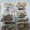 舞鶴産 白ばい貝1パック800円＆舞鶴産お丸アジのご案内