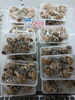 「舞鶴産 白ばい貝1パック800円＆舞鶴産お丸アジのご案内」