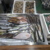 📣本日のお魚情報🐟
