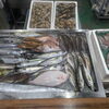 📣本日のお魚情報🐟