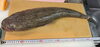 本日入荷！鮮度自慢の旬の魚「夏の旬魚が入荷しました！龍神の本日のおすすめ」