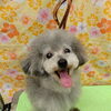 潤す【どっぐさろんあきゅ　小型犬専門　トリミング　ペットサロン　京都市南区上鳥羽】