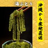 沖縄産地直送・海ぶどう入荷🌊｜船橋・習志野台の沖縄料理専門店