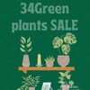 34Green plants SALE🪴 Greenプランツ20%OFF！