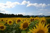 夏の象徴的な花の一つヒマワリ（津南町）「今日7月7日（火）から二十四節気11番目の「小暑」に入ります。「小暑」の期間は、次の節気「大暑」の前日7月22日（月）までの期間をいいます。」