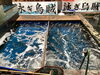 新鮮そのもの！泳ぎイカを堪能「店内生け簀に名物・泳ぎイカが入荷しました」