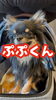 男の子ぷぷくん♡「BROWN FRUITのぷぷくんのおでかけ風景をご紹介」