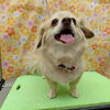 ドライヤー【どっぐさろんあきゅ　小型犬専門　トリミング　ペットサロン　京都市南区上鳥羽】