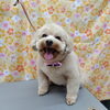 いっぱい出た【どっぐさろんあきゅ　小型犬専門　トリミング　ペットサロン　京都市南区上鳥羽】