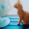 夏バテ対策