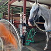 夏本番の暑さ対策！扇風機で涼む馬たちのリラックスタイム