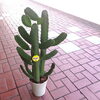 本日入荷しましたお花達！