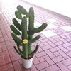 本日入荷しましたお花達！