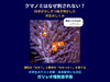 クマノミはなぜイソギンチャクに刺されない？科学が少しずつ解き明かした共生のしくみを探究します。「クマノミはなぜイソギンチャクに刺されない？｜科学が少しずつ解き明かした共生のひみつ」