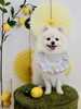 はじめまして♡ チェロくん「わんことレモン🍋＆はじめまして♡」