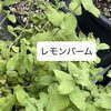 【横山町店より】施術後もアフターティーでゆっくりと🫖🌿　八王子　タイマッサージサロンゆらぎ横山町店